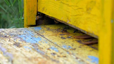 Yellow Beehive With industrious Bees, Video stock 110037652