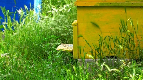 Yellow Beehive With industrious Bees, Video stock 110043518