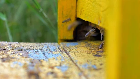 Yellow Beehive With industrious Bees, Video stock 110044744