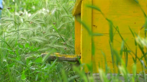 Yellow Beehive With industrious Bees, Video stock 110045226