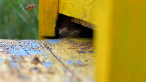 Yellow Beehive With industrious Bees, Stock Footage 110045433
