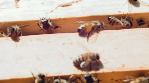 Yellow bees work Stock Footage 38377238