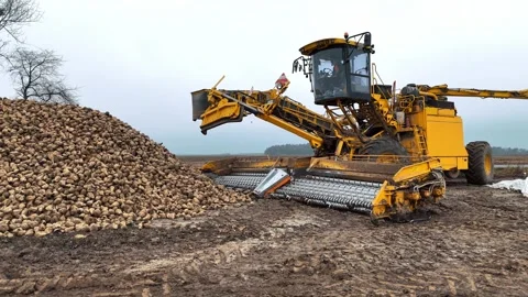 Yellow beet harvester unloading a large pile of harvested sugar beets in a muddy Stock Footage 301394734