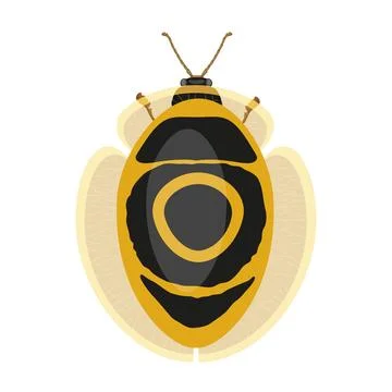 Yellow beetle with black spots on back, top view of crawly insect Stock Illustration