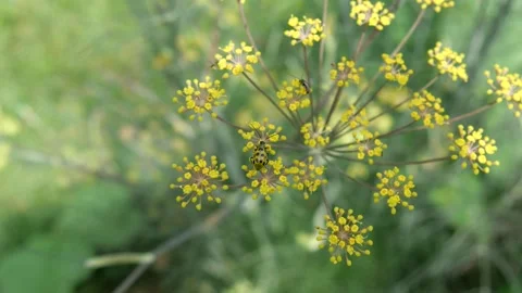 Yellow beetle with black spots on tiny yellow flowers blowing in breeze Stock Footage 344709768