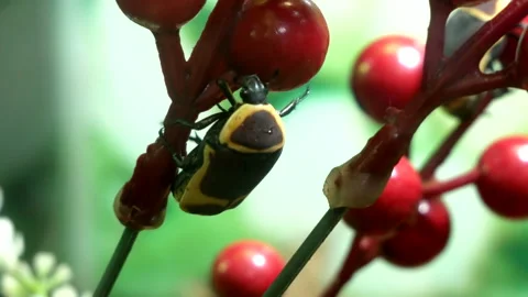 Yellow beetle on a branch Stock Footage 208676097