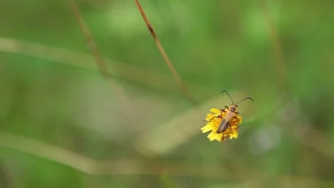 Yellow Beetle On A Dandelion 库存影片 71552993