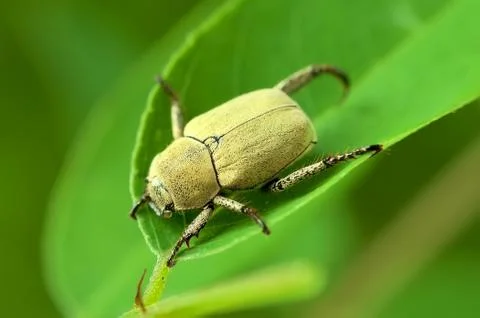 Yellow beetle on a green leaf. Stock Photos