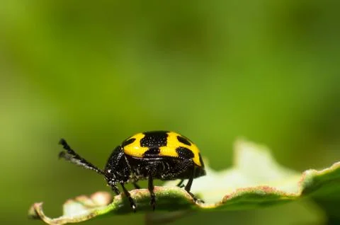 Yellow beetle Foto stock