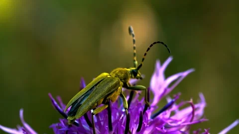Yellow beetle resting on vibrant purple wildflower Stock Footage 340779623