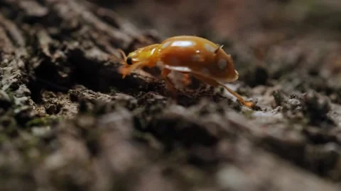 A yellow beetle with white spots crawls on the ground in a national park. Macro Video stock 169841948