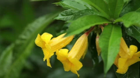 Yellow Bell (Allamanda) Stock Footage 711377