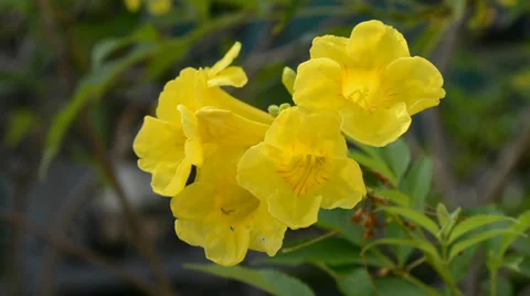 Yellow Bell Video stock 37080245