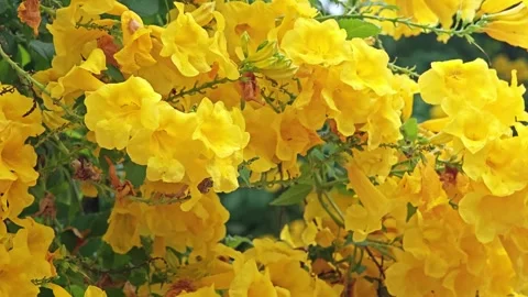 Yellow bell or Yellow elder or Trumpet vine. Stock Footage 305913827