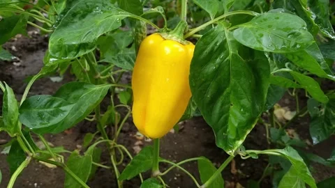 Yellow Bell Pepper In The Garden After Rain Stock Footage 316910770