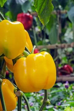 Yellow bell pepper Stock Photos