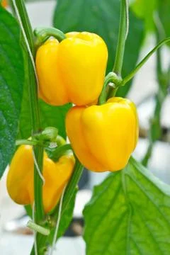 Yellow bell pepper Photos