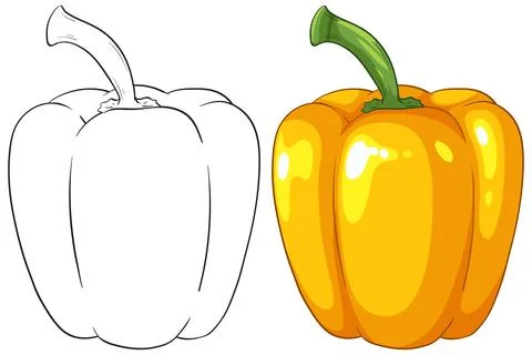 Yellow Bell Pepper Vector Illustration with Outline and Colored Version Stock Illustration