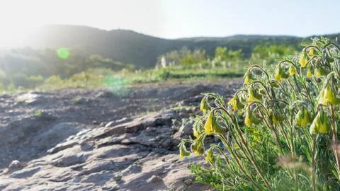 Yellow bellflower under sun rays in mountains closeup Stock Photos
