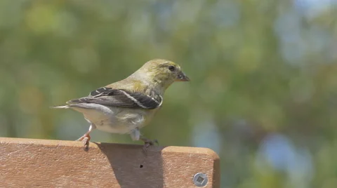 Yellow-bellied Flycatcher Stock Footage 49074598