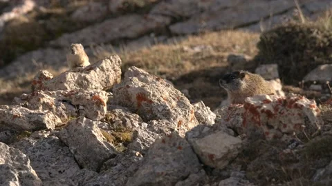 Yellow-bellied Marmot and Pika in Mountain Rocks Boulders in Summer Stock Footage