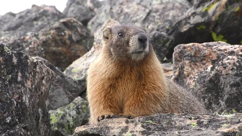 Yellow-bellied Marmot Rodent on Rocks in Rocky Mountains North America Stock Footage