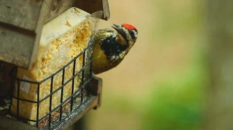 Yellow-bellied Sapsucker 库存影片 21903247