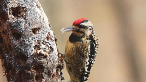 Yellow-bellied Sapsucker Stock Footage 34396811