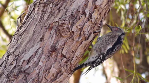 Yellow-bellied Sapsucker Stock Footage 35195340