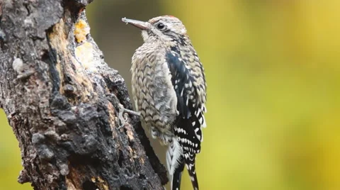 Yellow-bellied Sapsucker Stock Footage 44019340