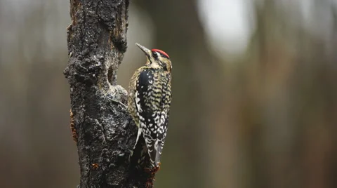Yellow-bellied Sapsucker Stock Footage 58614882