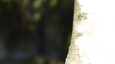 Yellow bellied Sapsucker on Tree Stock Footage 307990214