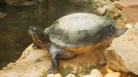 Yellow-bellied slider (Trachemys scripta) Video stock 61095762