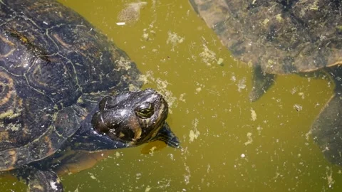 Yellow-bellied slider (Trachemys scripta scripta) Video stock 221322815