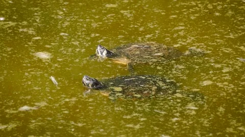 Yellow-bellied slider (Trachemys scripta scripta) Stock Footage 221363027