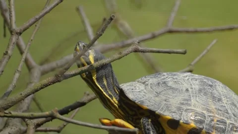 Yellow-bellied slider Trachemys scripta scripta Stock Footage 222842767
