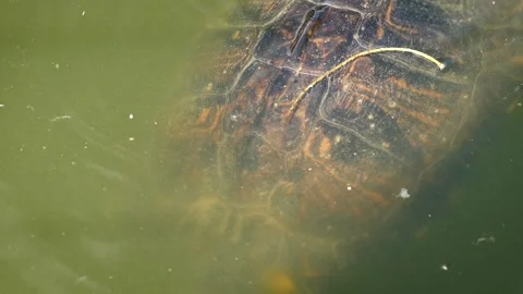 Yellow-bellied slider (Trachemys scripta scripta) 库存影片 245582851