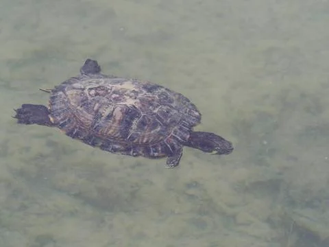 Yellow-bellied slider, Trachemys scripta scripta Foto stock