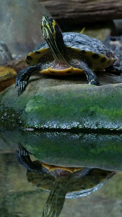 Yellow-bellied slider turtle resting on rock Stock-Footage 327110848