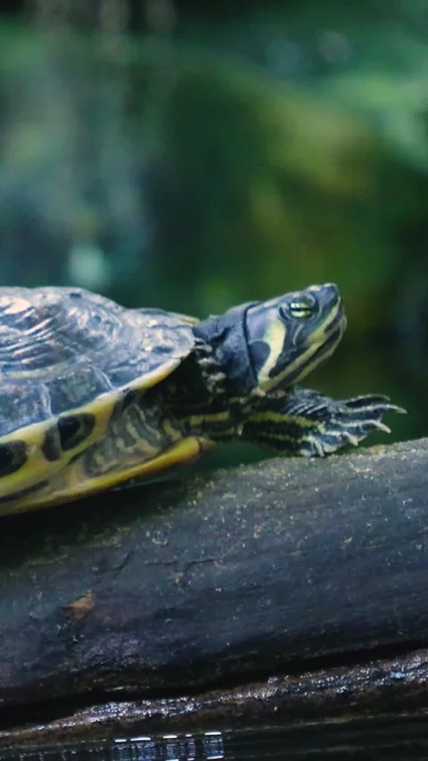 Yellow-bellied slider turtle resting on log Video stock 327111155