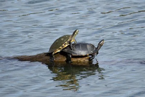 Yellow-Bellied Sliders (Trachemys scripta scripta) mating. Stock Photos