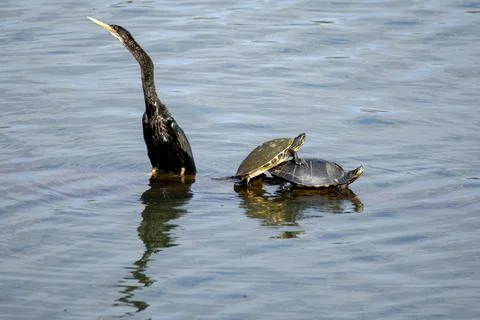 Yellow-Bellied Sliders (Trachemys scripta scripta) mating next to an Anhing.. Stock Photos