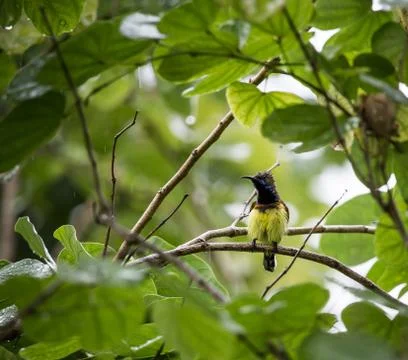 Yellow-bellied sunbird on the tree while it rains. Stockfoto's