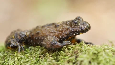 Yellow-bellied toad (Bombina variegata) on a moss, close up. Light background Stock Footage 239451409