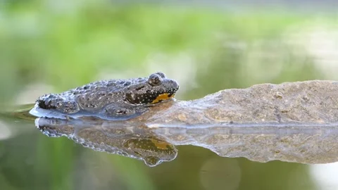 Yellow-bellied toad (Bombina variegata). Rare species in Czech Republic. Stock Footage 314229587