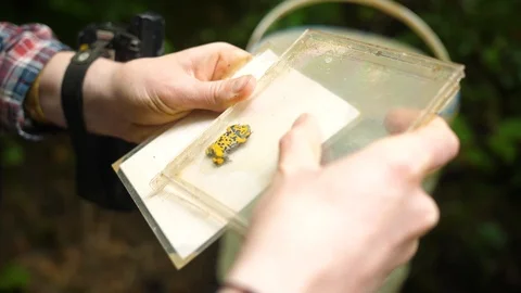 Yellow bellied toad in a CD case for science purpose.  Stock Footage 95542206