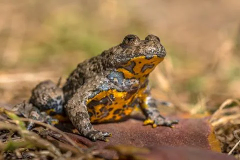 Yellow bellied toad Stock Photos