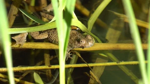 Yellow-bellied toad slightly hidden Stock Footage 122594632