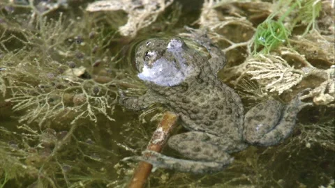 Yellow-bellied Toad in Spring Stock Footage 232263785