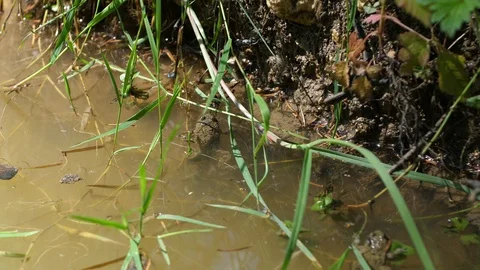 Yellow bellied toads taking a sun bath in a pond with vegetation. Verdun forest Stock Footage 95542236